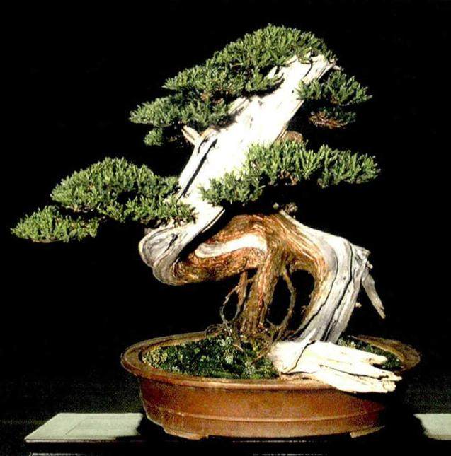 图解 如何将山采刺柏制作成舍利干盆景