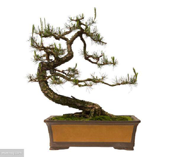 盆景制作培育有哪些很有用的方法？