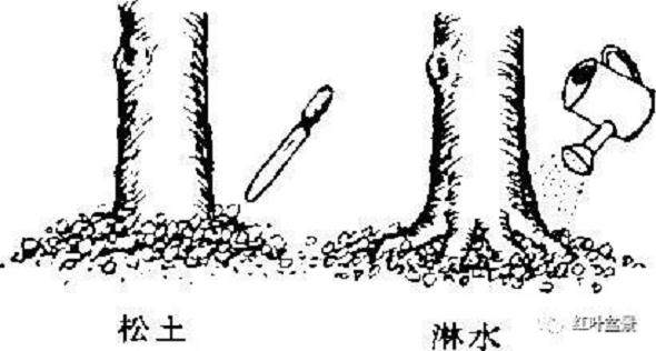 树木盆景的露根技巧主要有以下4种