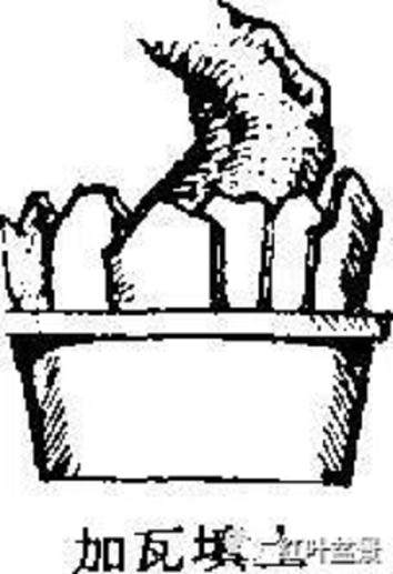 树木盆景的露根技巧主要有以下4种