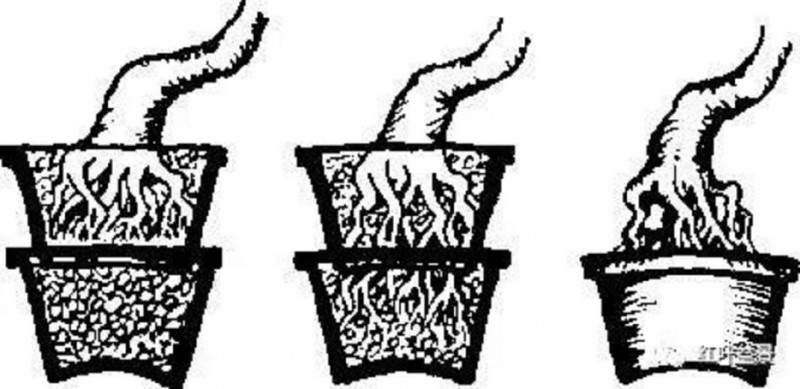 树木盆景的露根技巧主要有以下4种