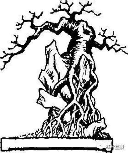 树木盆景的露根技巧主要有以下4种