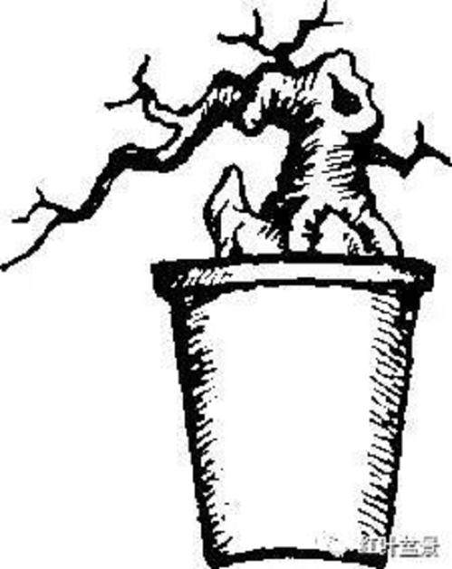 树木盆景的露根技巧主要有以下4种