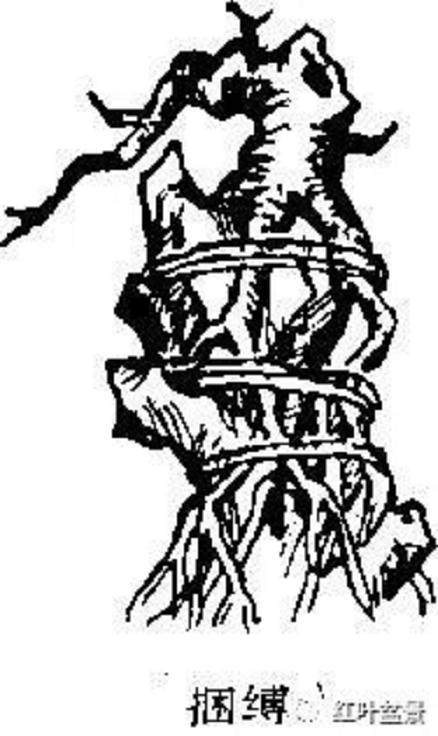 树木盆景的露根技巧主要有以下4种