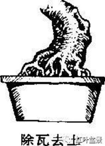 树木盆景的露根技巧主要有以下4种