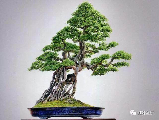 树木盆景的露根技巧主要有以下4种