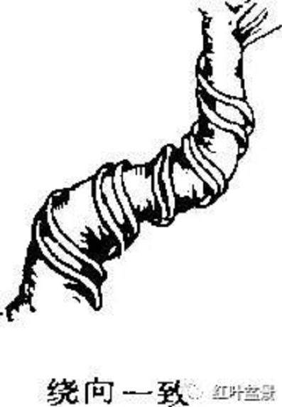 图解 树木盆景造型弯曲的7个技巧