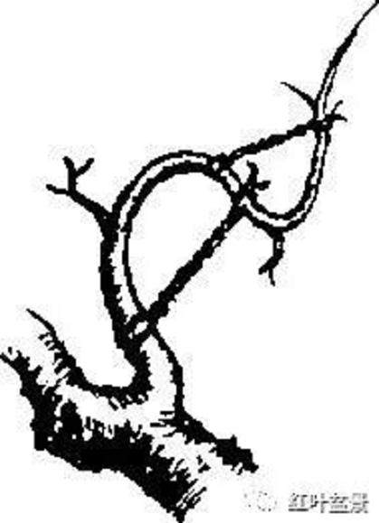 图解 树木盆景造型弯曲的7个技巧