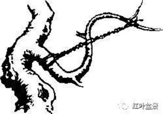 图解 树木盆景造型弯曲的7个技巧