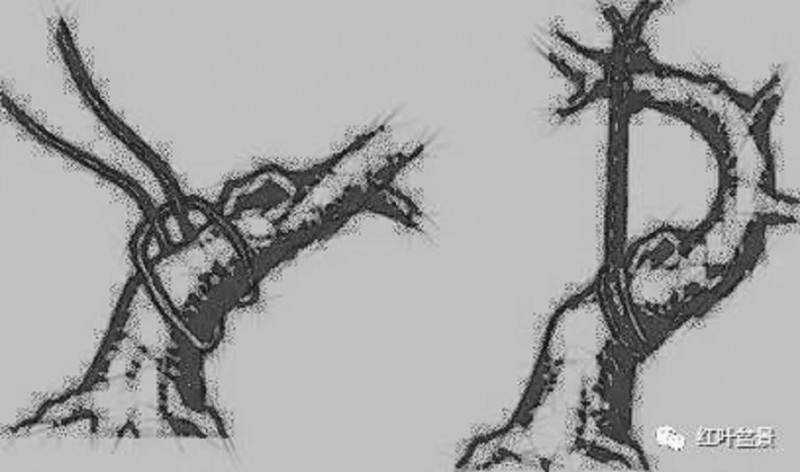 图解 树木盆景造型弯曲的7个技巧