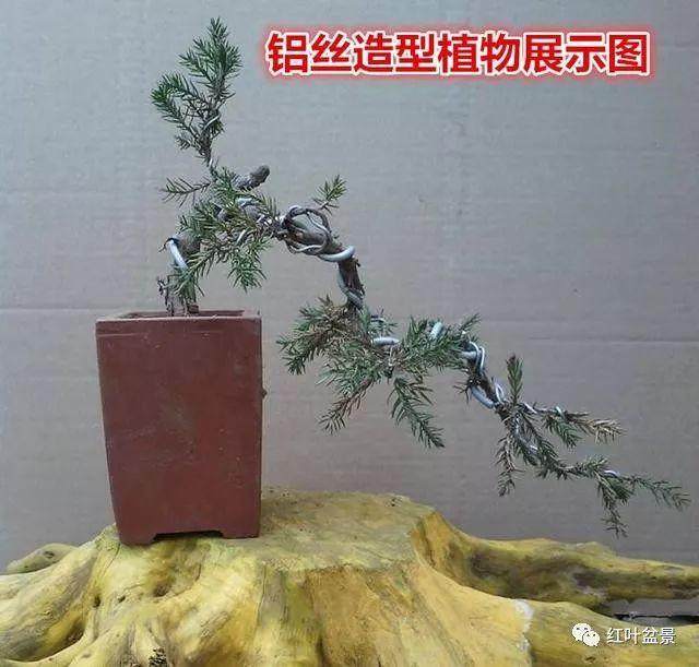 图解 树木盆景造型弯曲的7个技巧
