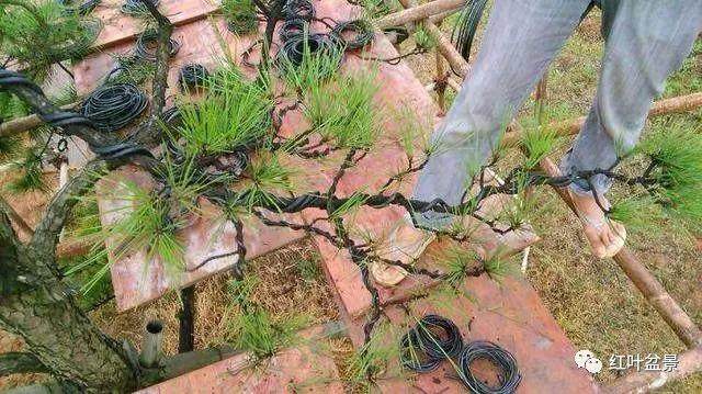 图解 树木盆景造型弯曲的7个技巧