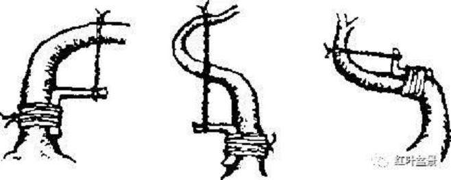 图解 树木盆景造型弯曲的7个技巧