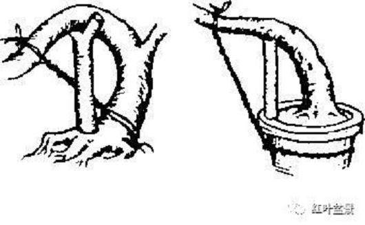 图解 树木盆景造型弯曲的7个技巧