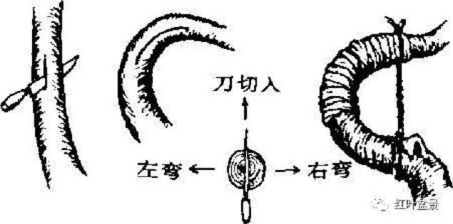 图解 树木盆景造型弯曲的7个技巧