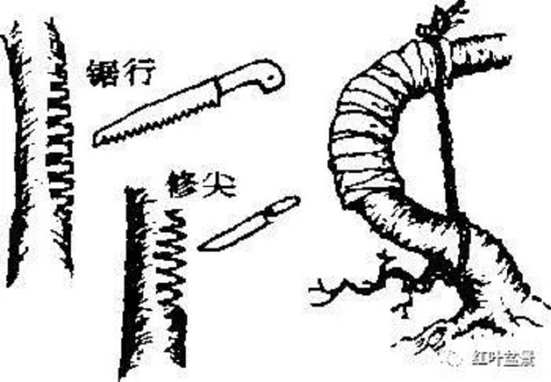 图解 树木盆景造型弯曲的7个技巧