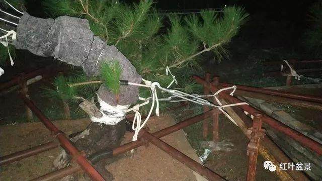 图解 树木盆景造型弯曲的7个技巧