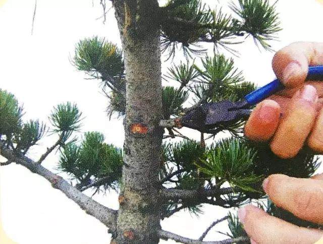 图解 五针松盆景只能制作的21个步骤