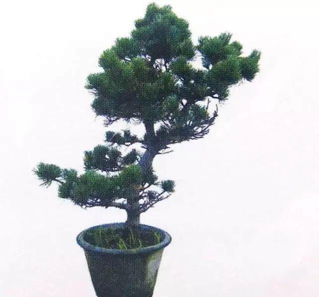 图解 五针松盆景只能制作的21个步骤