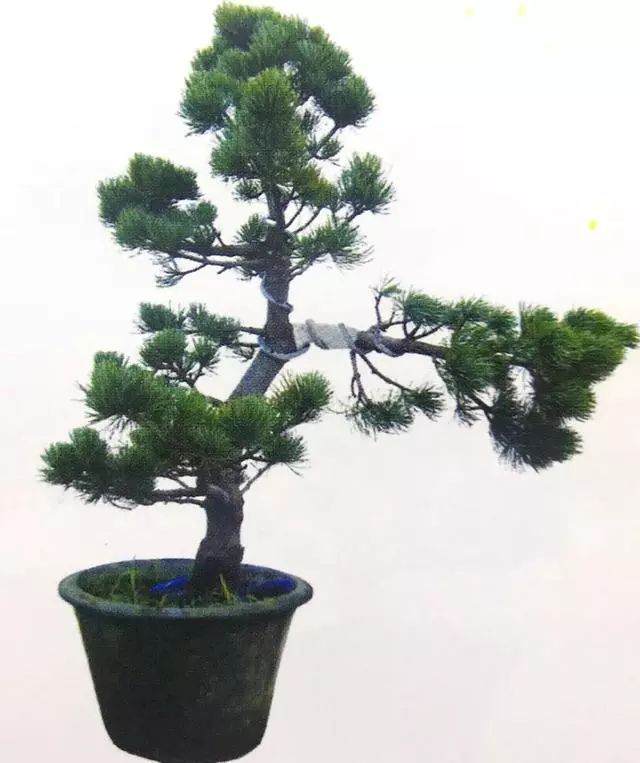 图解 五针松盆景只能制作的21个步骤