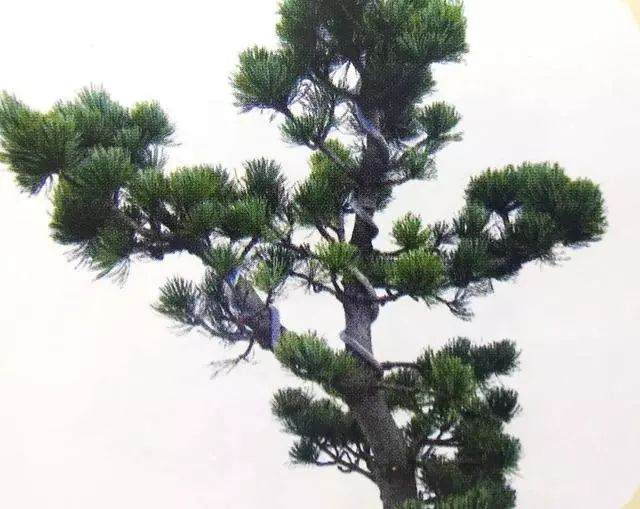 图解 五针松盆景只能制作的21个步骤
