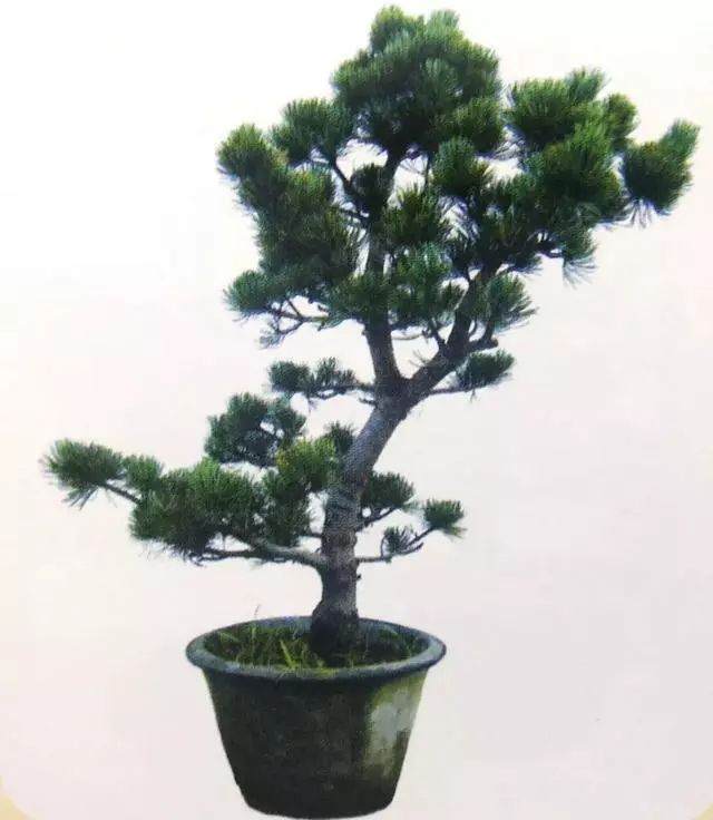 图解 五针松盆景只能制作的21个步骤