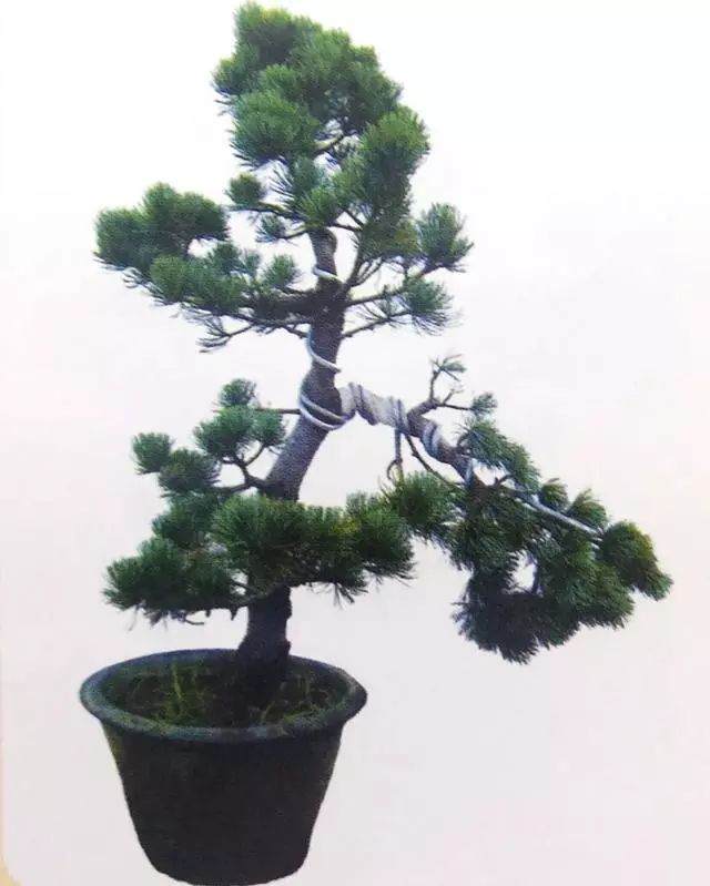 图解 五针松盆景只能制作的21个步骤