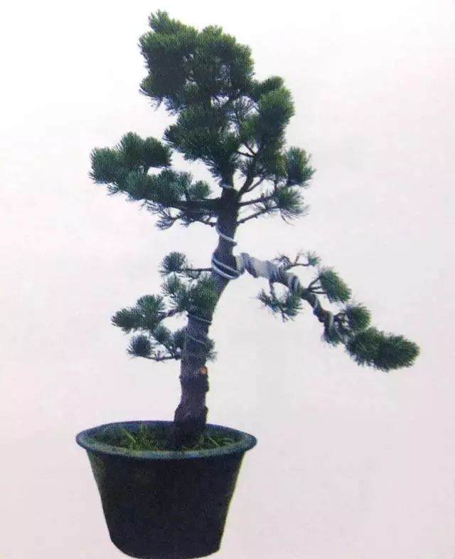 图解 五针松盆景只能制作的21个步骤