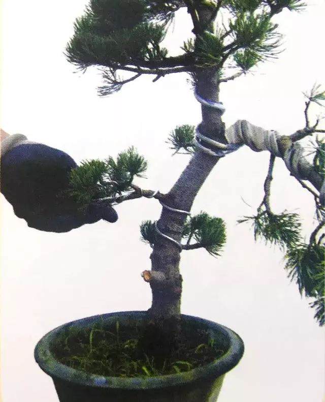 图解 五针松盆景只能制作的21个步骤