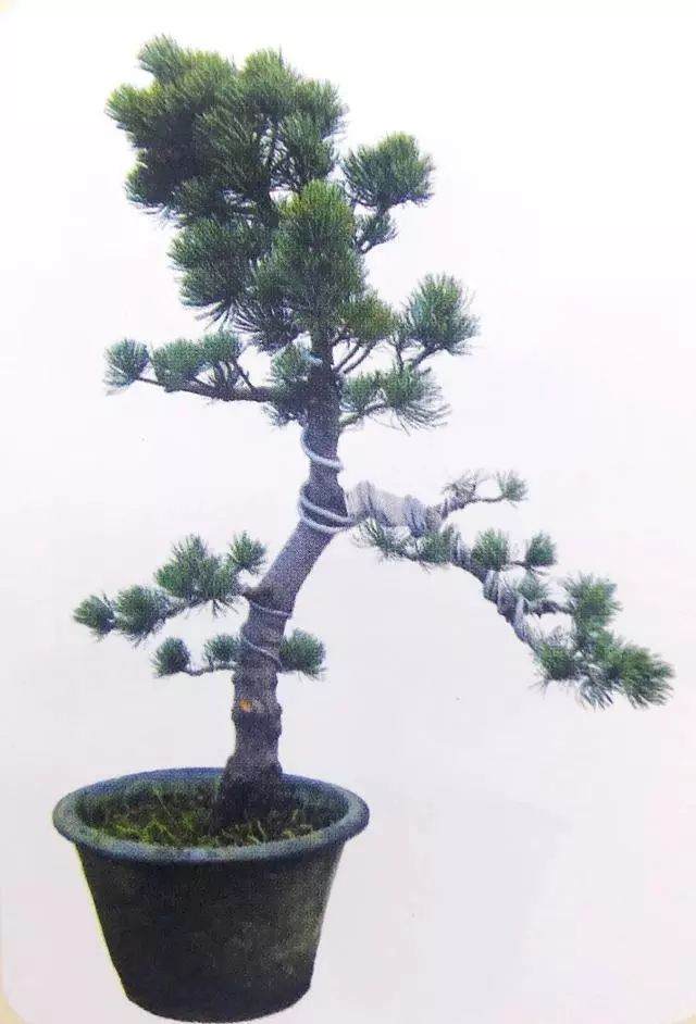 图解 五针松盆景只能制作的21个步骤