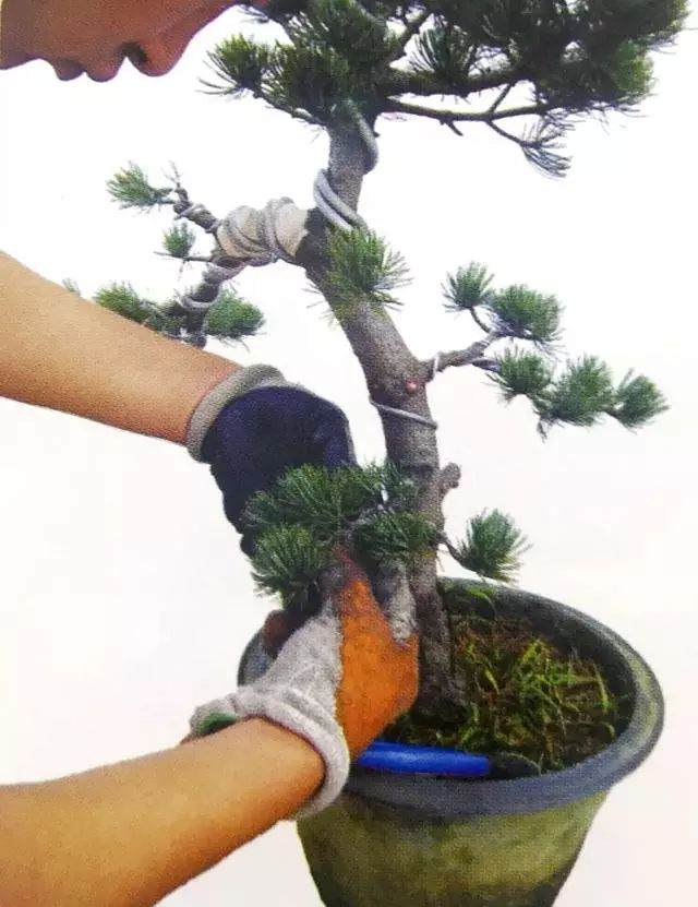 图解 五针松盆景只能制作的21个步骤