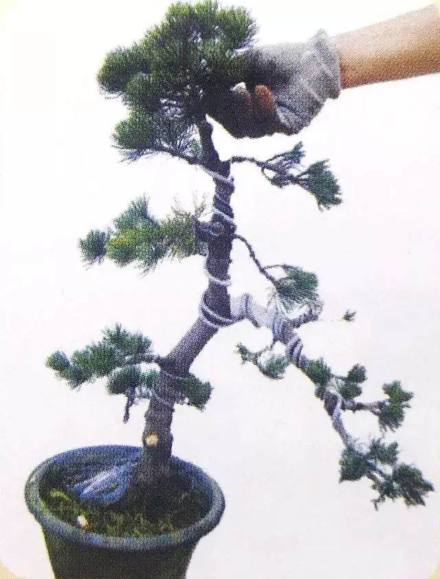 图解 五针松盆景只能制作的21个步骤