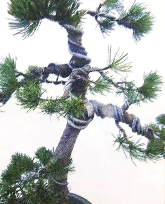 图解 五针松盆景只能制作的21个步骤