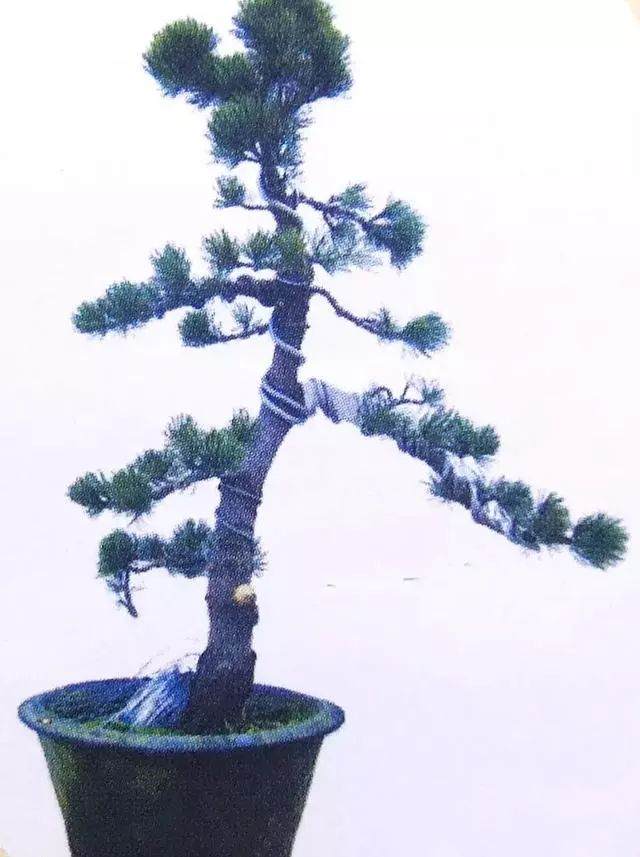 图解 五针松盆景只能制作的21个步骤