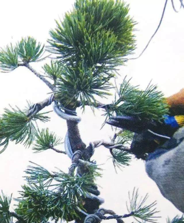 图解 五针松盆景只能制作的21个步骤