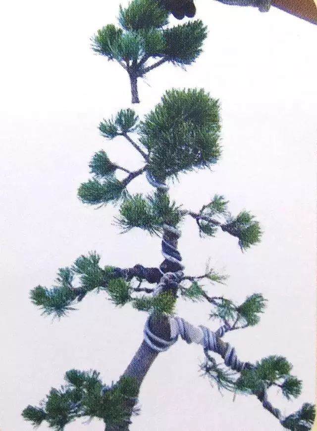 图解 五针松盆景只能制作的21个步骤