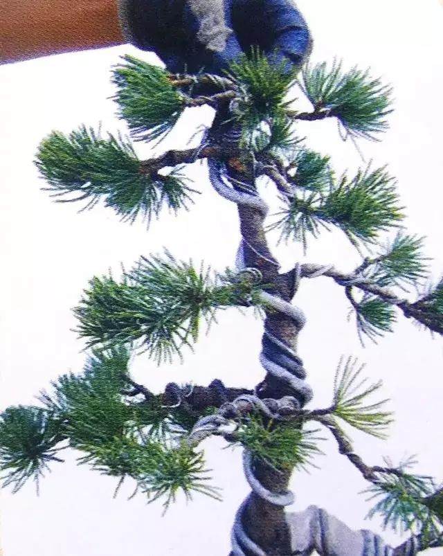 图解 五针松盆景只能制作的21个步骤