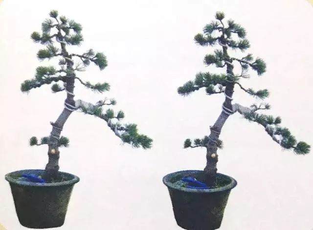 图解 五针松盆景只能制作的21个步骤