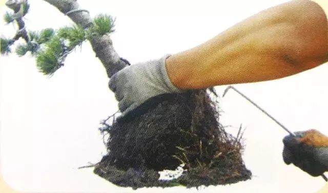 图解 五针松盆景只能制作的21个步骤