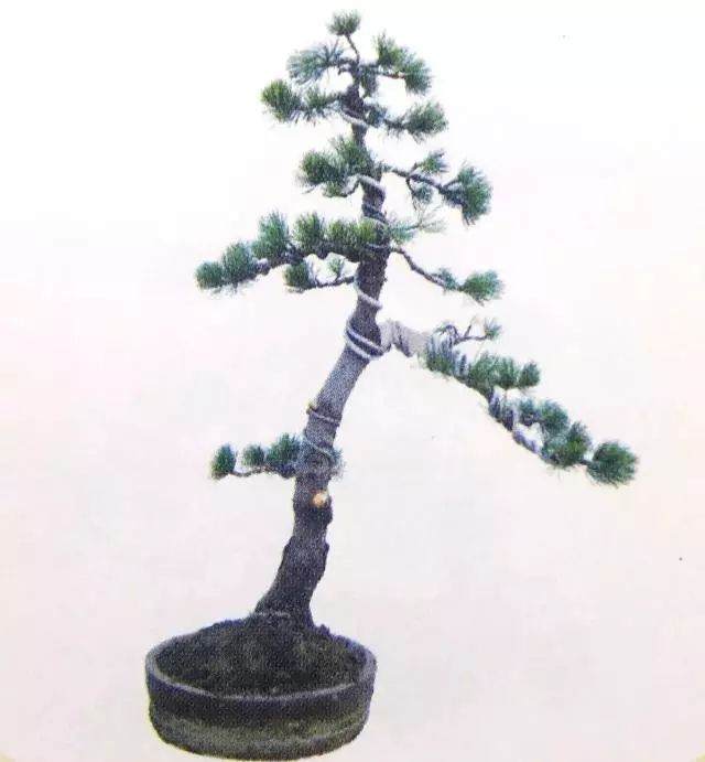 图解 五针松盆景只能制作的21个步骤