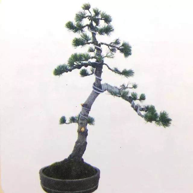 图解 五针松盆景只能制作的21个步骤