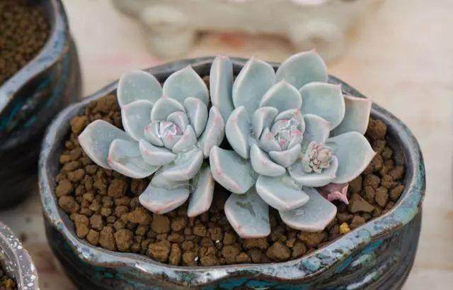 家里养的多肉盆景长了气根怎么办?