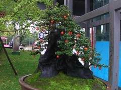 千余盆金弹子盆景正在遵义新蒲新区展出