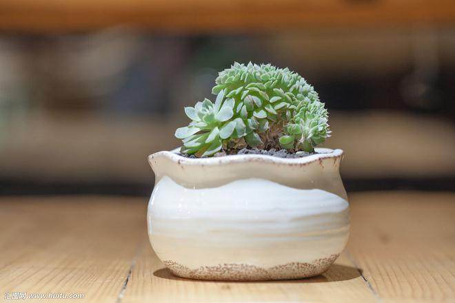 她开起多肉超市,集培育、销售、观光为一体