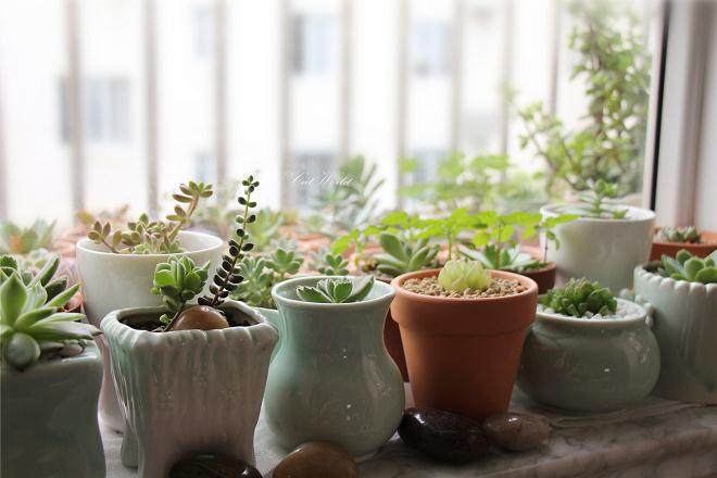 本期圈子就带着大家走进重庆这群多肉族