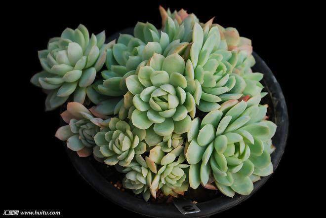 两年多以前 喻婷婷偶便被多肉植物的可爱深深吸引