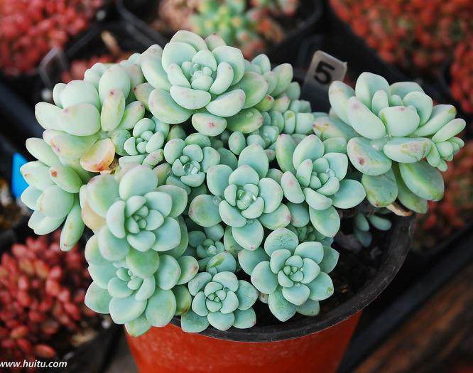 熊敏带着女儿一起给自己的多肉们浇水、修剪、找虫