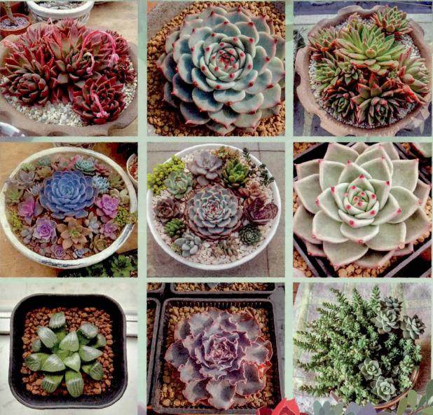 紫草草经常会说 多肉是一种很励志的植物