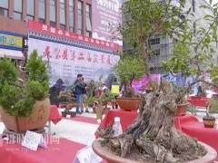 2018年 灵璧举办第二届盆景展