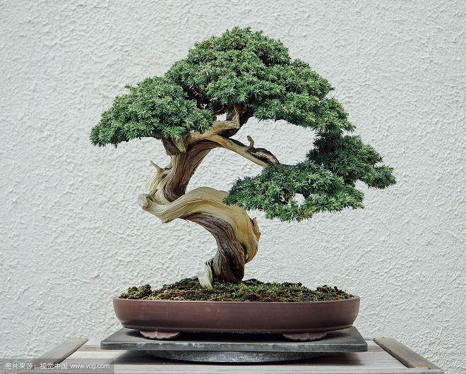 长三角地区盆景邀请展暨浙江武义盆景艺术展